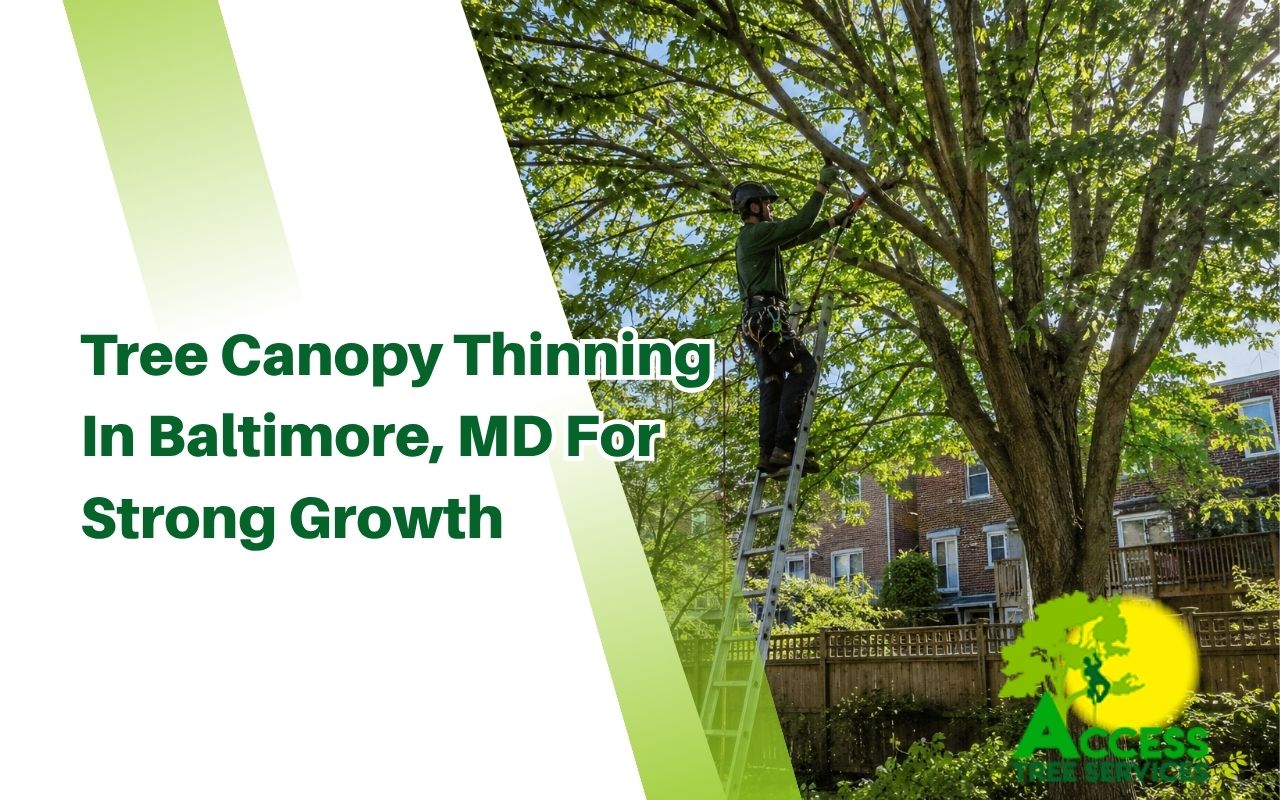 Professional tree canopy thinning in Baltimore, MD for safer branches
