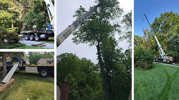 Enjoy Superior Tree Care Services in Baltimore, MD