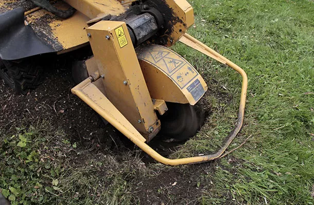 Revitalize Your Property with Professional Stump Grinding Services in Baltimore, MD